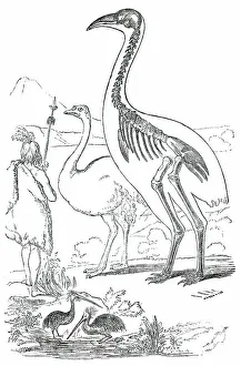 Ostrich Prints: Comparative Sizes of Dinornis, Ostrich, and New Zealander, 1850. Creator: Unknown