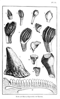 Comparison of the teeth of an iguanodon with those of a modern iguana, 1836 Comparison of the teeth of an iguanodon with those of a modern iguana, 1836