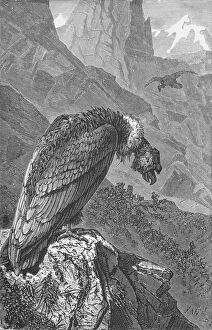 Captain Robert Fitzroy Gallery: The Condor, c1885, (1890). Artist: Robert Taylor Pritchett
