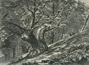 Growth Gallery: At Coney Hill, Hayes Common, Kent, c1870