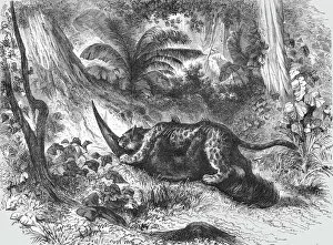 South America Collection: Conflict between the Jaguar and Ant-Eater; A Trip up the Trombetas, 1875. Creator: Unknown