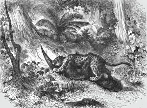 Amazon Prints: Conflict between the Jaguar and Ant-Eater; A Trip up the Trombetas, 1875. Creator: Unknown