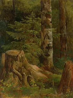 Scheidlin Friedrich Carl Von Prints: Coniferous woods, interior, 1860-1890. Creator: Friedrich Carl von Scheidlin