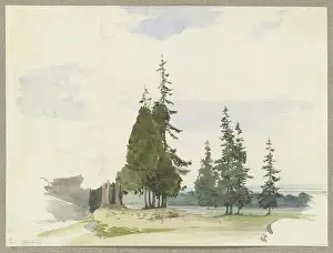 Peaceful Prints: Conifers in a plain near Ilsenburg in the Harz Mountains