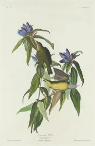 Robert Havell Prints: Connecticut Warbler, 1832. Creator: Robert Havell