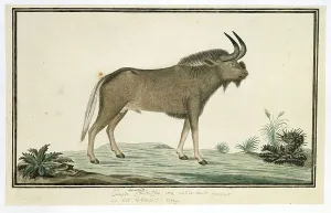Watercolor Paint Prints: Connochaetes gnou (Black wildebeest), 1777-1786. Creator: Robert Jacob Gordon