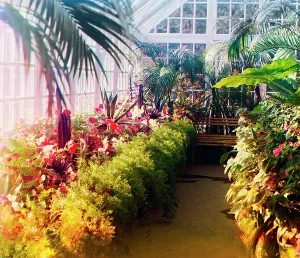Glasshouse Prints: In a conservatory, between 1905 and 1915. Creator: Sergey Mikhaylovich Prokudin-Gorsky
