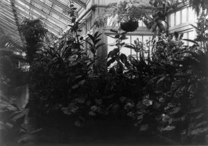 Glasshouse Prints: Conservatory of White House, between 1889 and 1906. Creator: Frances Benjamin Johnston