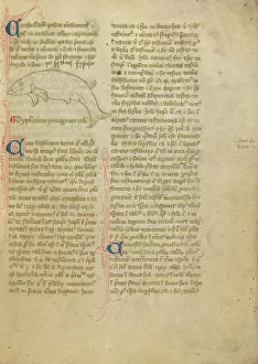 Constellation; Astronomical and Medical Miscellany, late 14th century, shortly after 1386. Creator: Unknown