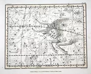 Constellation Gallery: The Constellations (Plate XIV)Taurus, 1822