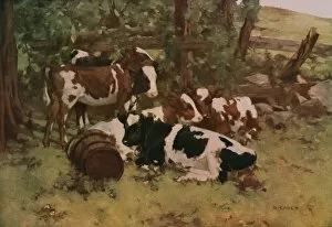 Chewing The Cud Gallery: Contentment, c1903, (c1930). Creator: David Gauld