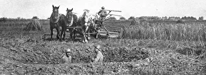 Crops Prints: Contrastes sur le front de la Somme; La moisson derriere le champ de bataille