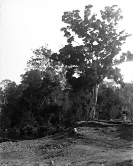 Gold Coast Prints: Coomera River - Upper Coomera, c1880s
