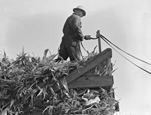 Corn Collection: One of the eight cooperating farmers drive loaded wagons to the silo, Yamhill County, Oregon, 1939