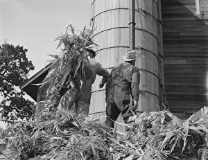 Cooperating farmers feeding corn from the wagon... Yamhill County, Oregon, 1939. Creator: Dorothea Lange