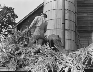 Cooperating farmers feeding corn from the wagon... Yamhill County, Oregon, 1939. Creator: Dorothea Lange