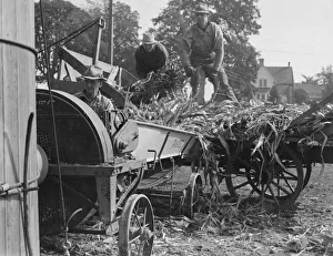 Cooperating farmers feeding corn from the wagon... Yamhill County, Oregon, 1939. Creator: Dorothea Lange