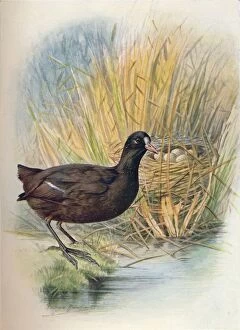 Birds And Their Nests Collection: Coot - Fu lica at ra, c1910, (1910). Artist: George James Rankin