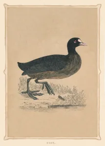 Waters Edge Prints: Coot, (Fulica), c1850, (1856)
