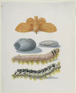 Natural History Prints: Copper brood moth with caterpillars and cocoon, after 1679. Creator: Sybilla Merian