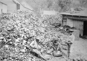 Coconuts Prints: Copra making, Samoa, 1899. Artist: Burton Brothers