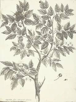 Sample Collection: Copy of Botanical Engraving of 'Celtis', 1840 / 45