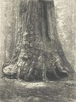 Big Tree Collection: Copy of Carleton Watkins 'Galen Clark Before the Grizzly Giant', c. 1863