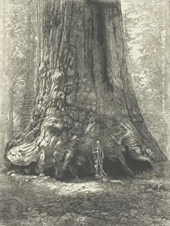 Copy of Carleton Watkins 'Galen Clark Before the Grizzly Giant', c. 1863 Copy of Carleton Watkins 'Galen Clark Before the Grizzly Giant', c. 1863