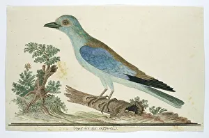 Fallen Tree Prints: Coracius garrulus (European roller), 1777-1786. Creator: Robert Jacob Gordon