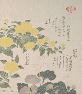 Corchorus (or Yellow Rose) and Creeping Saxifrage, 19th century. Creator: Kubo Shunman Corchorus (or Yellow Rose) and Creeping Saxifrage, 19th century. Creator: Kubo Shunman