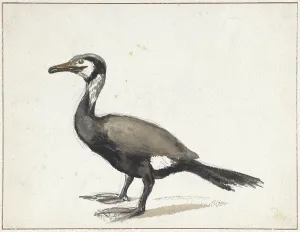 Willem Roelofs I Prints: Cormorant, 1832-1897. Creator: Willem Roelofs