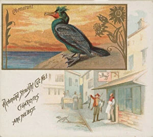 Fishing Village Gallery: Cormorant, from the Game Birds series (N40) for Allen & Ginter Cigarettes, 1888-90