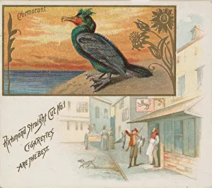 Phalaerocorax Carbo Prints: Cormorant, from the Game Birds series (N40) for Allen & Ginter Cigarettes, 1888-90