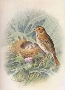 Thistle Prints: Corn-Bunting - Emberi za milia ria, c1910, (1910). Artist: George James Rankin