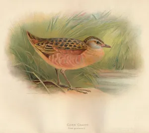 Cautious Prints: Corn Crake (Crex pratensis), 1900, (1900). Artist: Charles Whymper