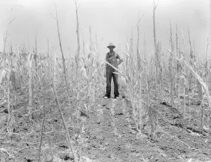 Workwear Prints: Corn, drought-stricken and eaten off by grasshoppers