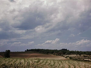 Corn field, Ga.?, 1941. Creator: Jack Delano