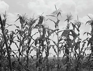 Crop Prints: Corn, Washington County, Mississippi, 1937. Creator: Dorothea Lange