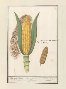 Sweet Corn Prints: Corn (Zea Mays), 1596-1610. Creators: Anselmus de Boodt, Elias Verhulst