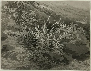 Grasses Prints: Corner of the Meadow with Reeds and Other Plants, c. 1800. Creator: Adrian Zingg