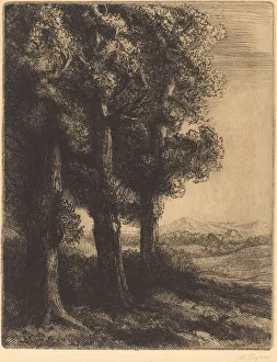Corner of a Wood (Coin d un bois). Creator: Alphonse Legros