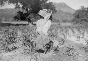 The cornfield, c1906. Creator: Edward Sheriff Curtis