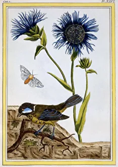 Cornflower Prints: Cornflower, pub. 1776. Creator: Pierre Joseph Buchoz (1731-1807)