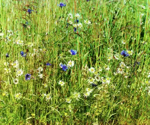 Cereal Prints: Cornflowers in a field of rye [Russian Empire]