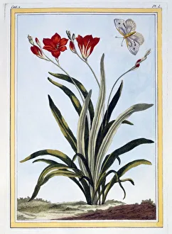 Ixia Prints: Cornlily, pub. 1776. Creator: Pierre Joseph Buchoz (1731-1807)