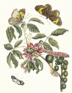 Maria Sibylla 1647 1717 Prints: Coronilla Americana Arborescens. From the Book Metamorphosis insectorum Surinamensium