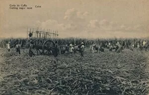 Sugar Cane Collection: Corte de Cana - Cutting sugar cane - Cuba, c1910
