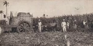 Plantation Worker Gallery: Corte de Canna. - Gathering Sugarcane. Cuba, c1900