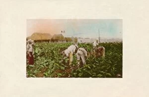 Edicion Jordi Gallery: Cosecha de tabaco. - Tabacco Plantation. c1910