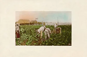 C Jordi Prints: Cosecha de tabaco. - Tabacco Plantation. c1910